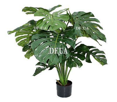 Monstera in the pot