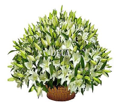 Huge basket of lilies