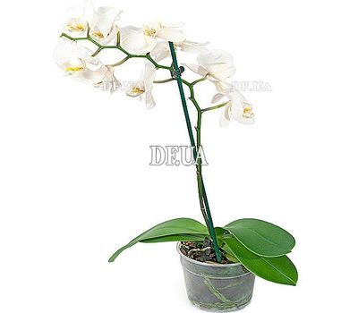 Phalaenopsis orchid in a pot