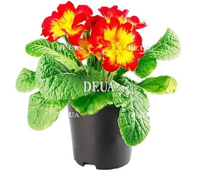 Primrose
