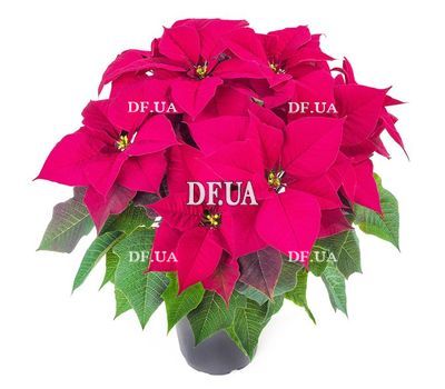 Poinsettia in the pot