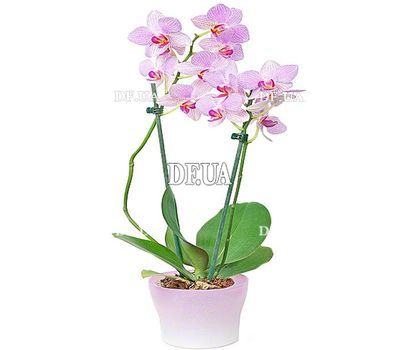 Pink orchid in a pot