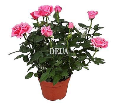Pink rose in a pot