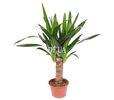 Yucca