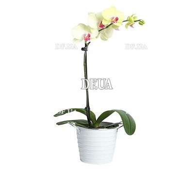 Yellow orchid in a pot