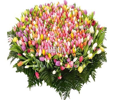 1001 tulip