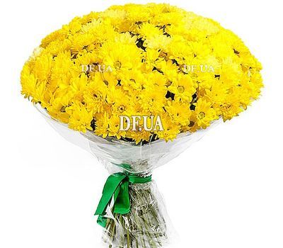 51 chrysanthemum buy