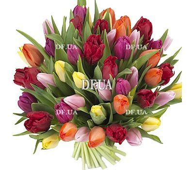 51 tulip