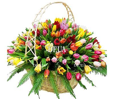Large basket of 201 tulips