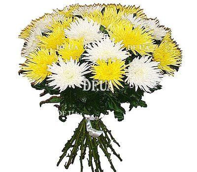 Bouquet of white and yellow single-headed chrysanthemums