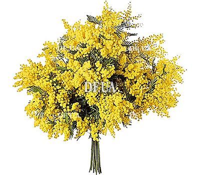 Mimosa bouquet