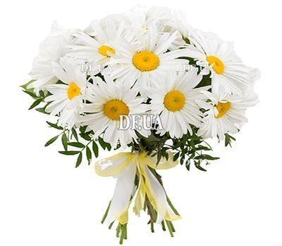 Bouquet of chamomiles