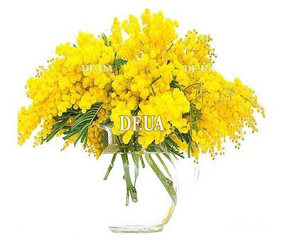 Bouquet with mimosa
