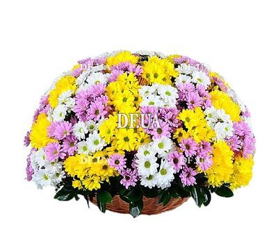 Huge basket of colorful chrysanthemums