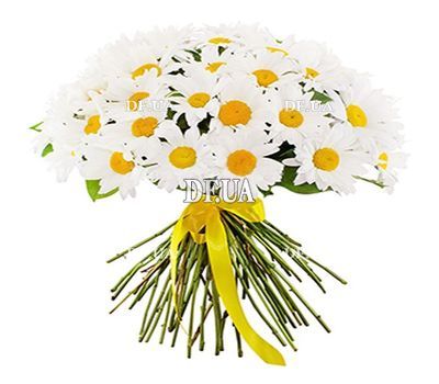 A chic bouquet of chamomiles