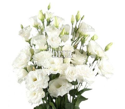 Bouquet of white eust