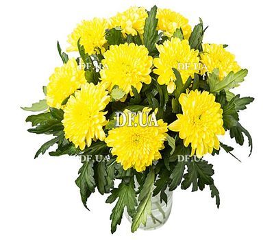 Хризантеми велика