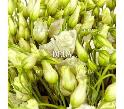 Delicate bouquet of white eustoma 4