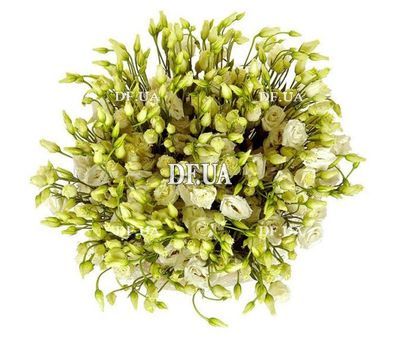 Delicate bouquet of white eustoma 3