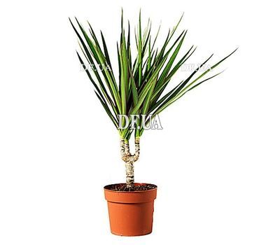 Dracena