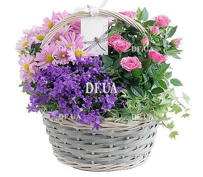 Indoor flowers in the basket