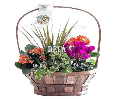 Composition of potted flowers in a basket