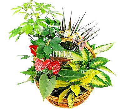 Composition from houseplants
