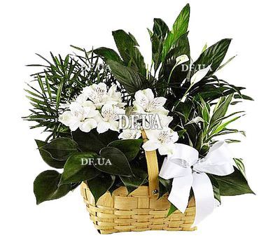 Composition from houseplants in a basket