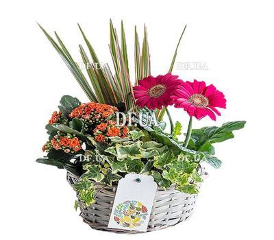 Basket with flowers in pots