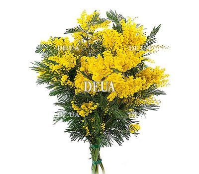 Mimosa bouquet