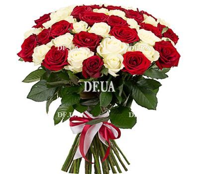 51 red and white rose