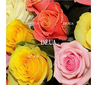 Bouquet of 51 roses 60 cm - view 2