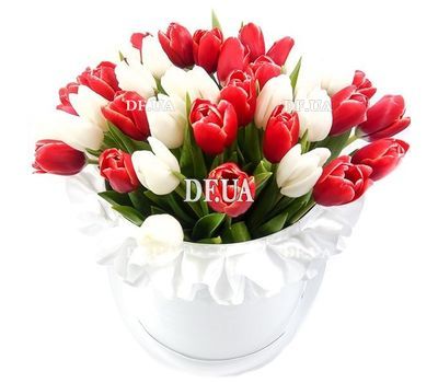 Red and white tulips in a box