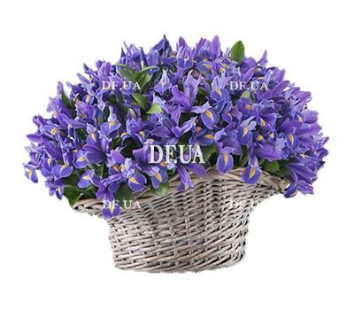 151 blue iris in the basket