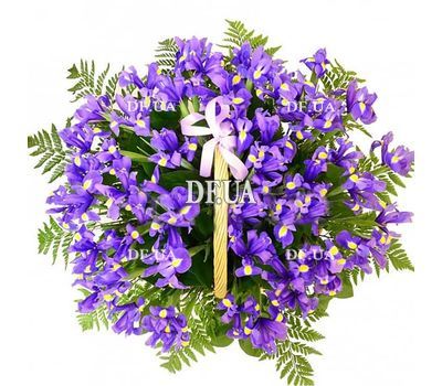 51 iris in the basket