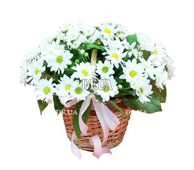 Basket of white daisy chrysanthemums