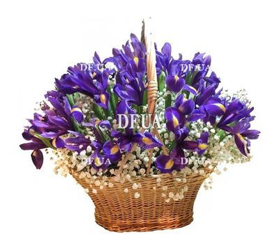 Basket of irises with gypsophila