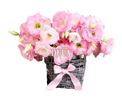 Small basket of eustoma