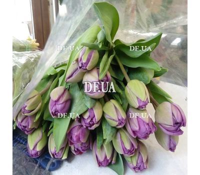 19 lilac tulips - view 1