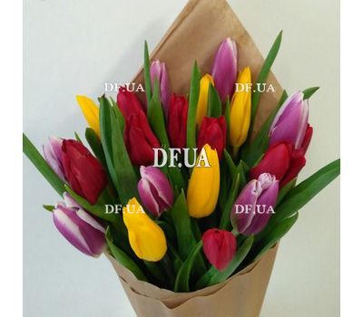 21 tulip - view 10