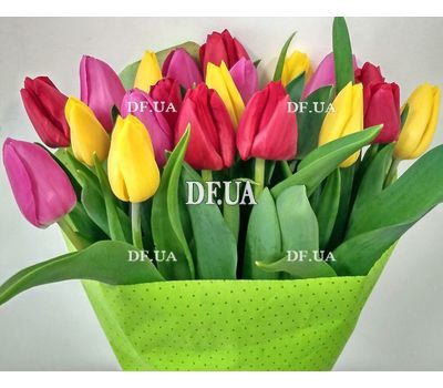 21 tulip - view 11