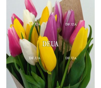 21 tulip - view 3