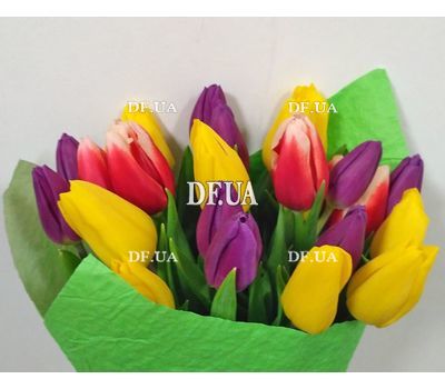 21 tulip - view 5