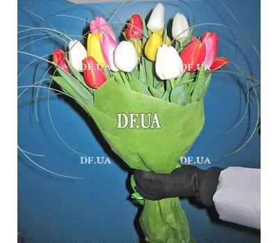 21 tulip - view 7