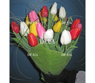 21 tulip - view 8