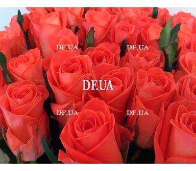 51 roses bouquet - view 3