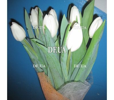 White tulips - view 1