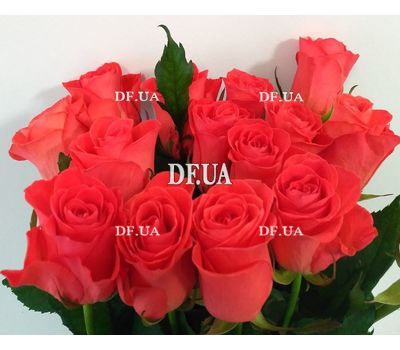 Bouquet 15 coral roses - view 2