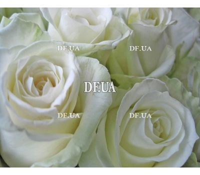 Great bouquet of 35 white roses - view 2