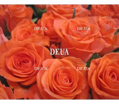 Bouquet of 101 roses of orange color - - view 2